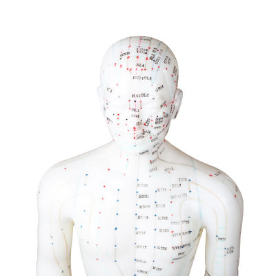 50cm Certificaat van Human Body GMP van de Punt het Mannelijke Acupunctuur Model