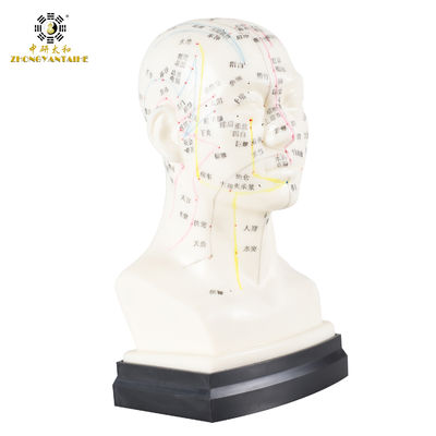 kwaliteit  Eco Friendly 20cm Head Acupuncture Body Model Without Effusion Liquid Fabriek