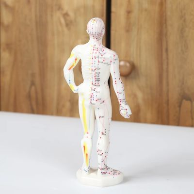 Realistisch acupunctuur Meridian Body Model met draagtas