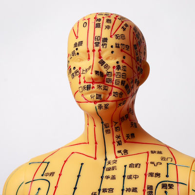 Flexibel Chinees medicijn Acupunctuurmodel voor medisch onderwijs