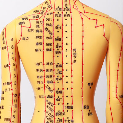Acupunctuurnaalden Acupunctuur Lichaamsmodel met Realistische Uiterlijk en Gedetailleerde Weergave van het Menselijk Lichaam 20/25/50/70CM Hoog