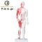 Chinees Acupunctuurlichaam Modelwith muscles 60/85/170cm