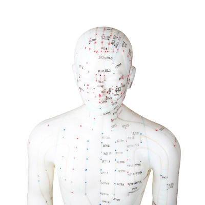 Realistisch acupunctuur Meridian Body Model met draagtas